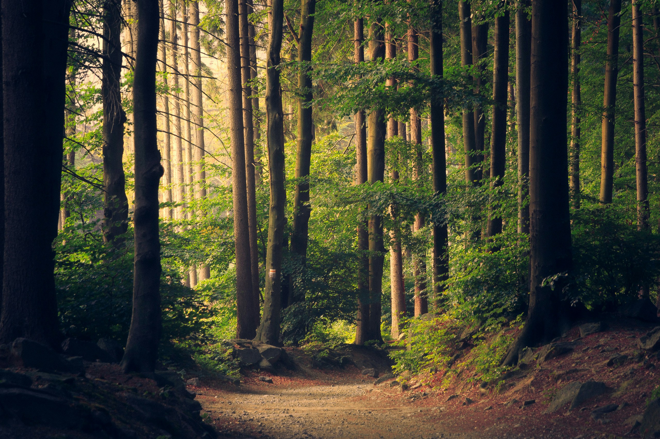 Walking path passing through a dense green forest