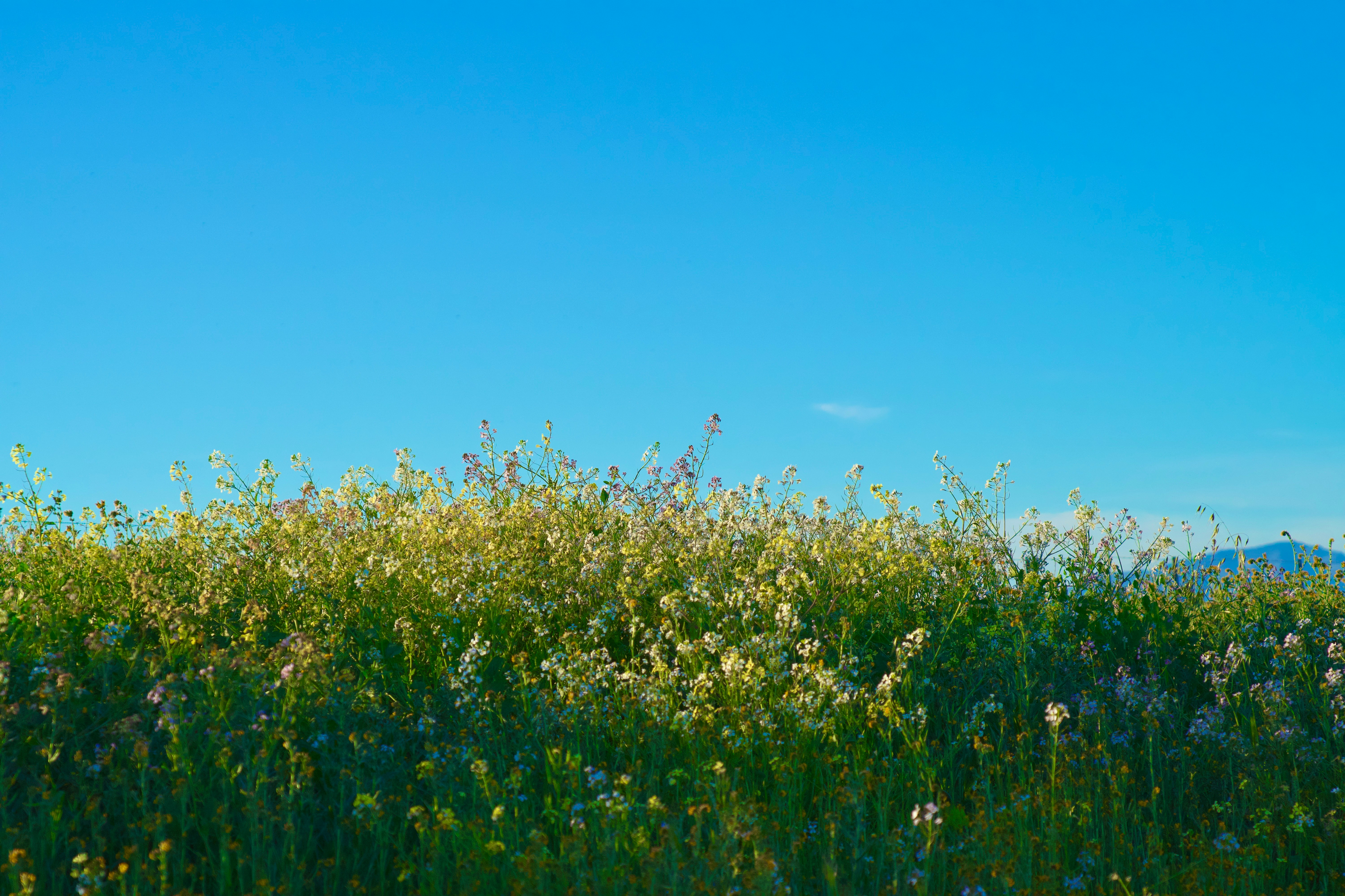 Field of colorful wildflowers beneath an open sky
